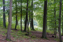 Eine lichte Stelle im Laubwald von Ronald Nickel