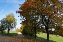 An der bunten Windschutzhecke von Ronald Nickel