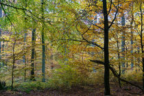 Impressionistischer Herbstwald von Ronald Nickel