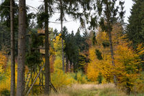 Bunte Farben im Mischwald von Ronald Nickel