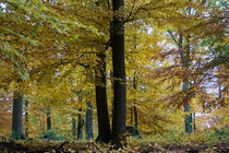 Mächtige Buchen im Herbst von Ronald Nickel