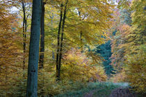 Herbststimmung im Mischwald von Ronald Nickel