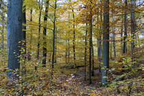 Goldener Oktober im Laubwald von Ronald Nickel