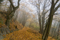 Durch den mystischen Wald by Ronald Nickel