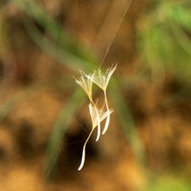 Dancing Stars von Sylvia Seibl