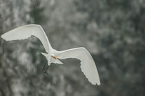 Silberreiher im Anflug by Reto Bänninger