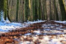 Wald Spaziergang  von Ria Kemken