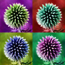 Pop Art Kugeldistel von kattobello