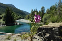 Foxglove in front of a crystal clear river on Vancouver island - Canada by stephiii