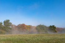 Nebelschleier am Waldrand by Ronald Nickel