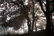 Mystischer Wald im Nebel by Ronald Nickel