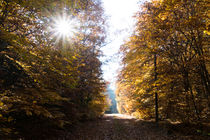 Die Sonne beherrscht den Herbstwald by Ronald Nickel