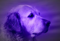 Blue Golden Retriever by kattobello