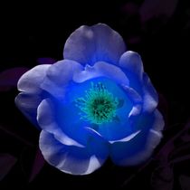 Blue Rose in the Night by kattobello