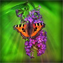 Fuchs Schmetterling im Sonnenstrahl by kattobello