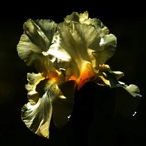 Gelbe Lilie in der Nacht von kattobello