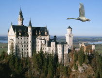 Schwan über Schloss Neuschwanstein von kattobello