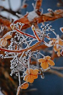 Wintermärchen... 1 von loewenherz-artwork