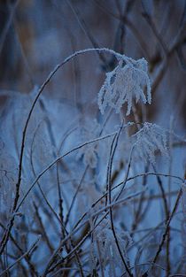 Wintermärchen... 2 by loewenherz-artwork