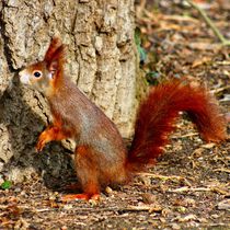 Rotes Eichhörnchen auf dem Sprung bereit von kattobello