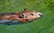 Biber im Fluss by kattobello