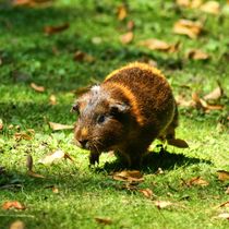 Meerschweinchen Lauf by kattobello