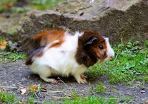 Dreifarbiges Rosettenmeerschweinchen Baby von kattobello