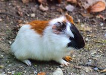 Dreifarbiges Meerschweinchen Baby von kattobello