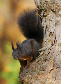 Rot braunes Eichhörnchen von kattobello