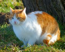 Rot weiße Katze auf der Wiese von kattobello