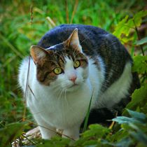 Katze in der Wiese by kattobello