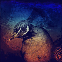 Abstract Peacock by AD DESIGN Photo + PhotoArt