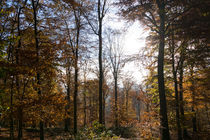 Herbstlicher Buchenwald von Ronald Nickel