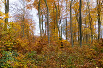 Buchenwald im Herbst by Ronald Nickel