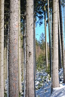 Winterwald... 6 von loewenherz-artwork