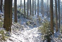 Winterwald... 10 by loewenherz-artwork