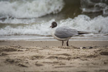 Möwe im Meeresrausch by jazzlight