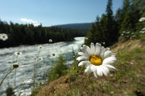 Beautiful margerite in front of a wild river in Canada by stephiii