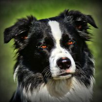 Vintage Border Collie by kattobello