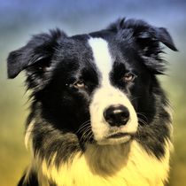 Border Collie im Abendschein von kattobello