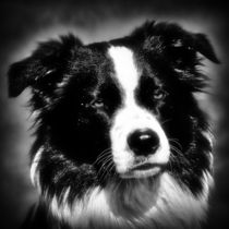 Border Collie in black and white 2 by kattobello