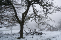 Alte Obstbäume im winterlichen Nebel by Ronald Nickel