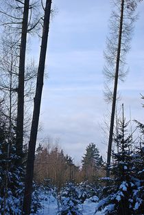 Winterwald... 8 von loewenherz-artwork