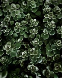 Green succulent plants. by Ro Mokka