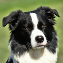 Border Collie by kattobello