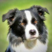 Dreamy Border Collie by kattobello