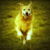 Running Golden Retriever in Sun light von kattobello