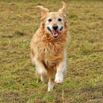 Running Golden Retriever 1 von kattobello