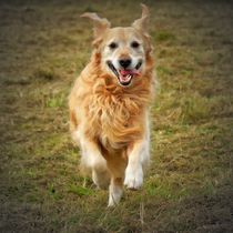 Running Golden Retriever 2 von kattobello