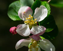 Apfelbaumblüte by Ronald Nickel